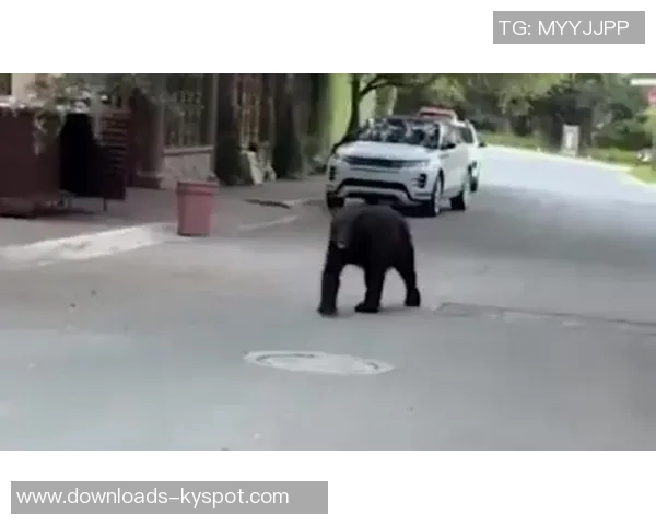 熊出没惊险一幕前马竞前锋科雷亚抱女儿遭遇野生熊袭击 熊出没惊险一幕前马竞前锋科雷亚抱女儿遭遇野生熊袭击